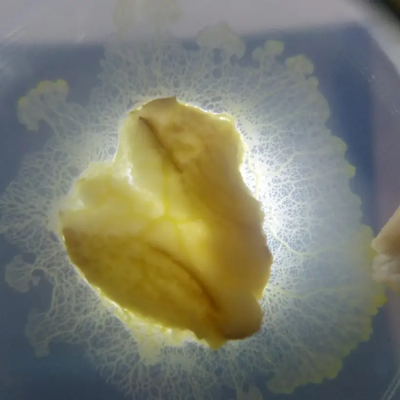 An oat flake on agar, backlit, ringed by a lacy halo of slime mold.
