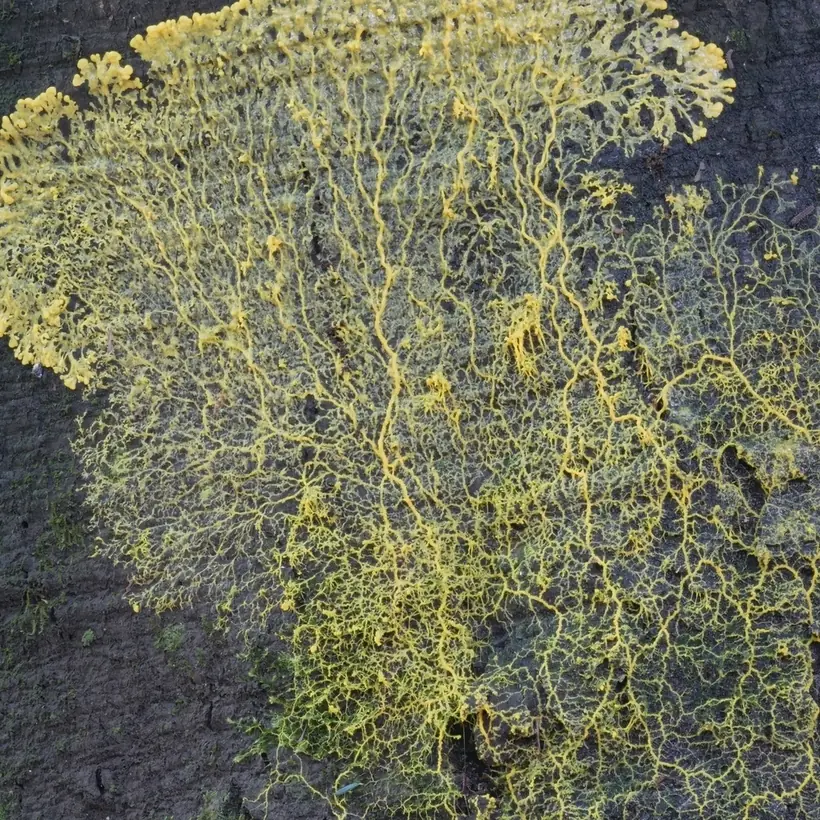 A yellow slime mold spread over dark bark as a fan of fine branching tubes.